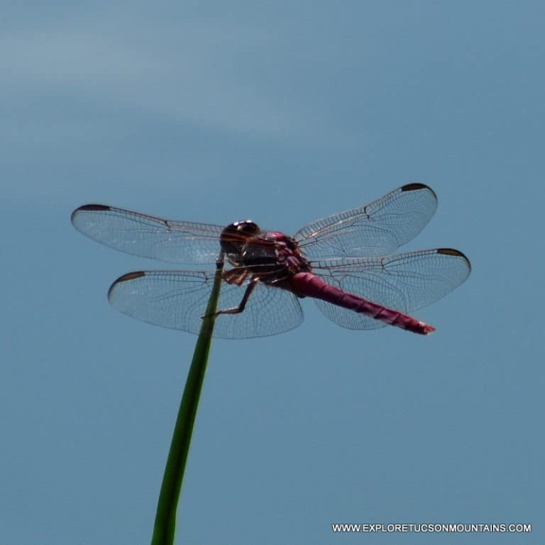 TUCSON INSECTS - TUCSON PHOTO GALLERY