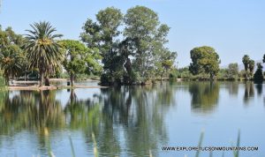 TUCSON BIRDING HOTSPOT