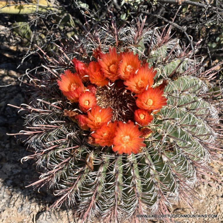 TUCSON DESERT FLOWERS - TUCSON PHOTO GALLERY