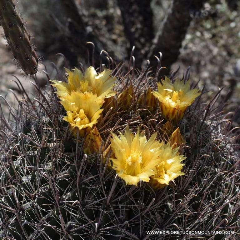 TUCSON DESERT FLOWERS - TUCSON PHOTO GALLERY