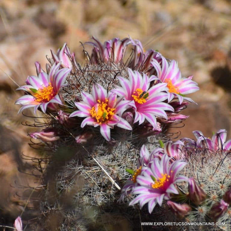 TUCSON DESERT FLOWERS - TUCSON PHOTO GALLERY