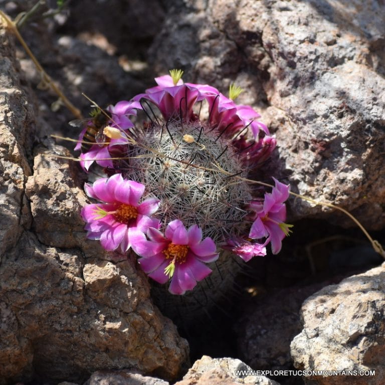 TUCSON DESERT FLOWERS - TUCSON PHOTO GALLERY