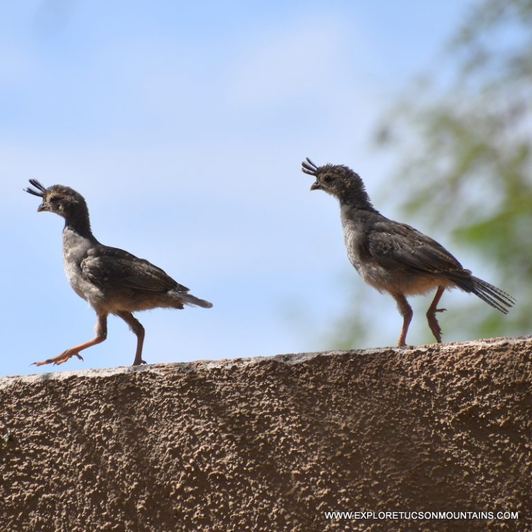 GAMBEL'S QUAIL_003-002