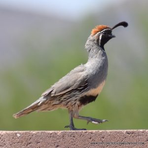 GAMBEL'S QUAIL_005-001