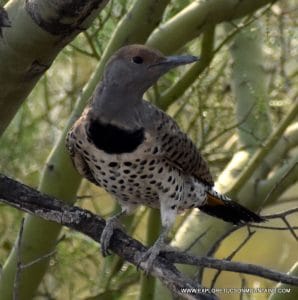 GILDED FLICKER_009