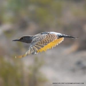 GILDED FLICKER_016