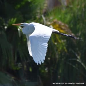 GREAT EGRET_013 (2)