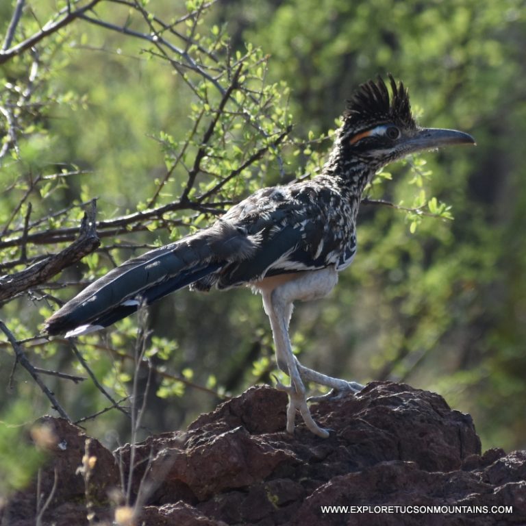 GREATER ROADRUNNER_008-003