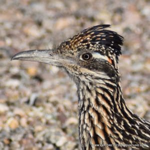 GREATER ROADRUNNER_021 (2)