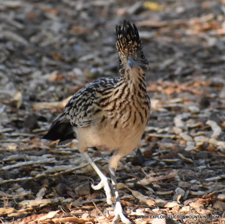 Greater Roadrunner ⋆ Tucson Audubon