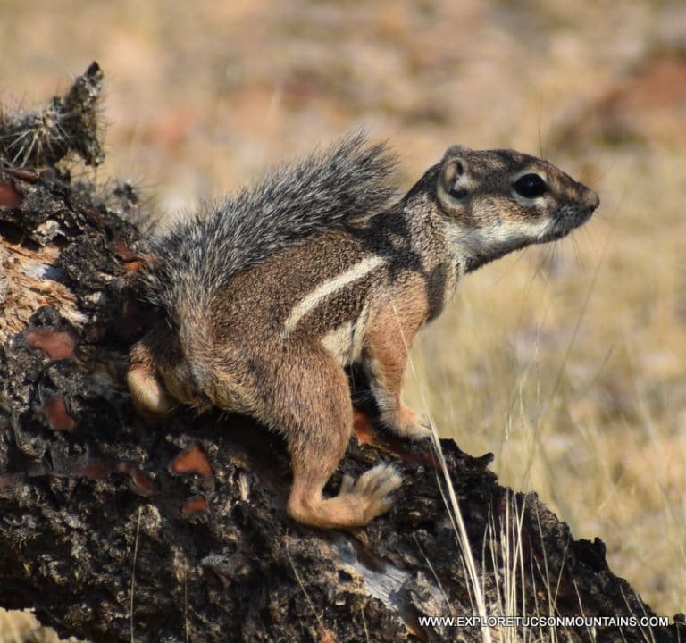 HARRIS'S ANTELOPE SQUIRREL_001