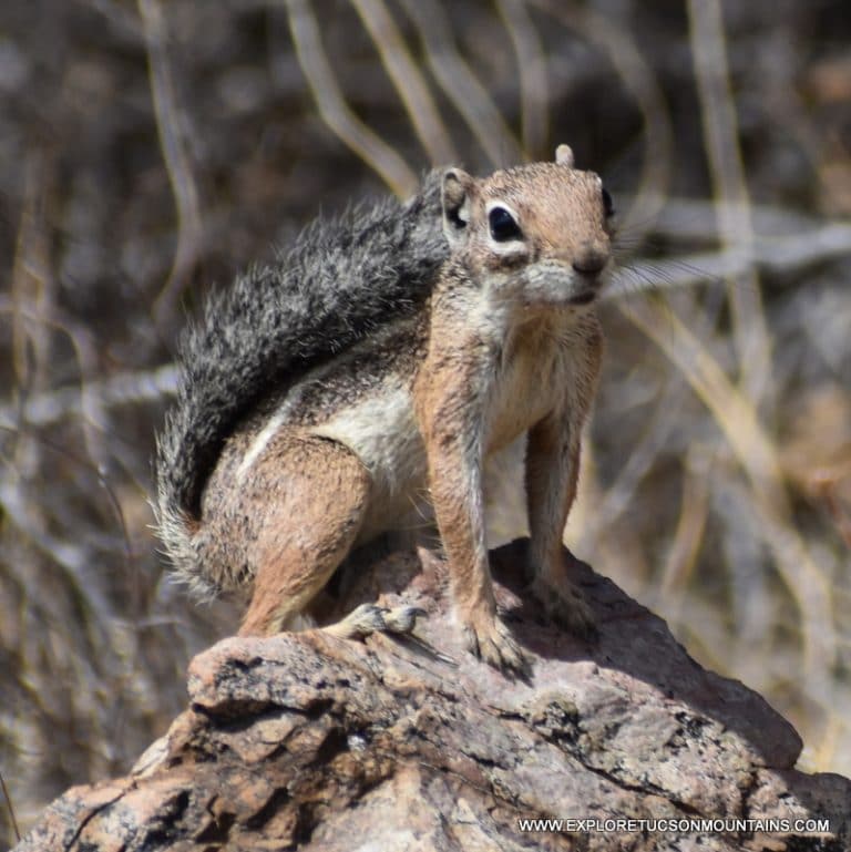 DESERT MAMMALS PHOTO GALLERY - Explore the Tucson Mountains