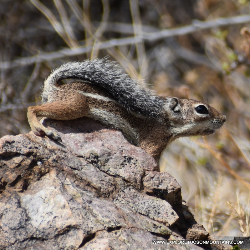 DESERT MAMMALS PHOTO GALLERY - Explore the Tucson Mountains