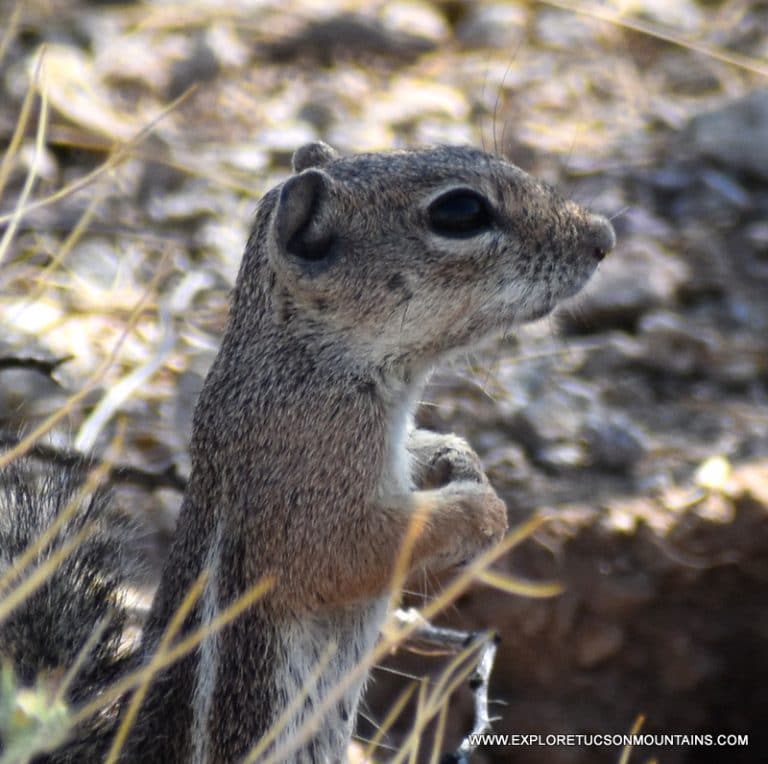 HARRIS'S ANTELOPE SQUIRREL_022