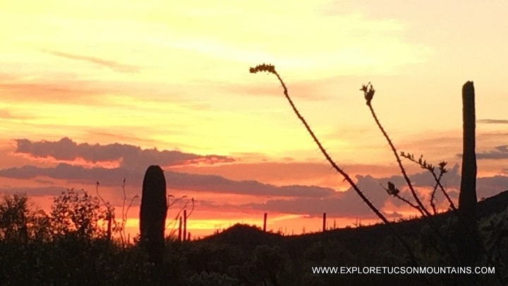 TUCSON SUNSET - TUCSON GALLERY