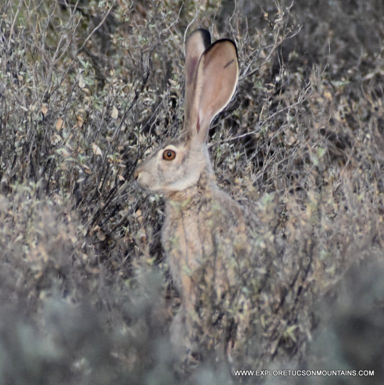 JACK RABBIT_003 (2)