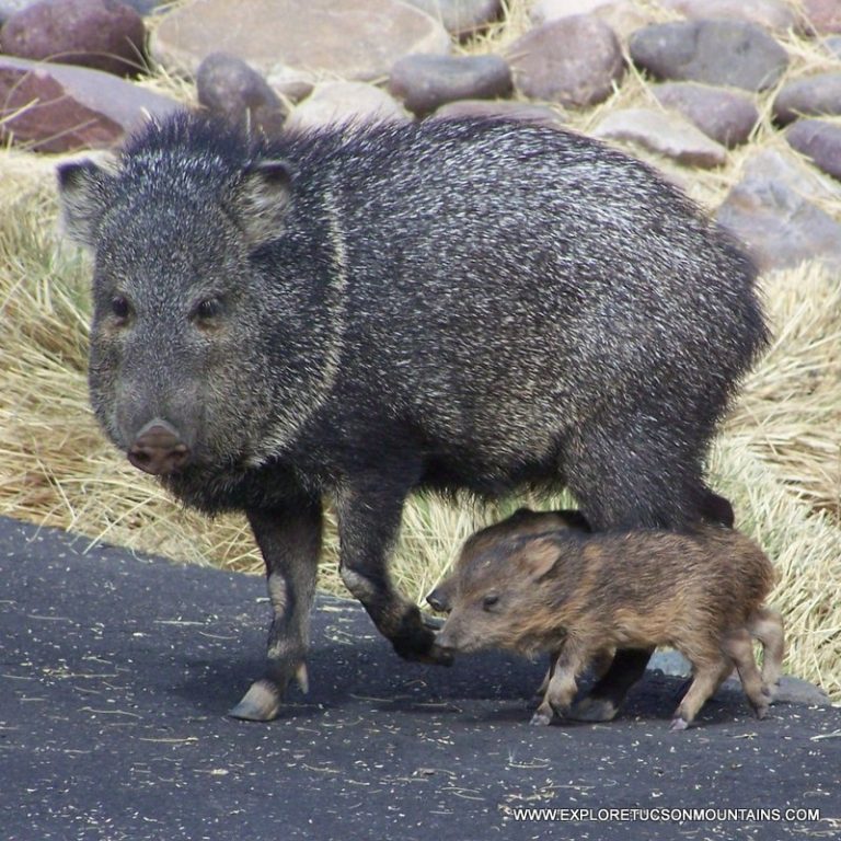 JAVALINA_014