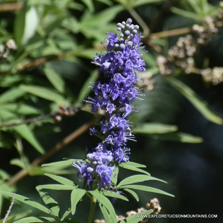 TUCSON DESERT FLOWERS - TUCSON PHOTO GALLERY