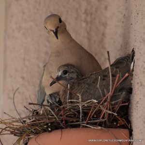 MOURNING DOVE_001-001