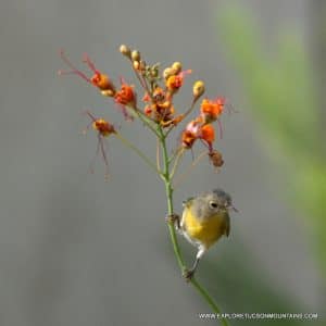 NASHVILLE WARBLER_017