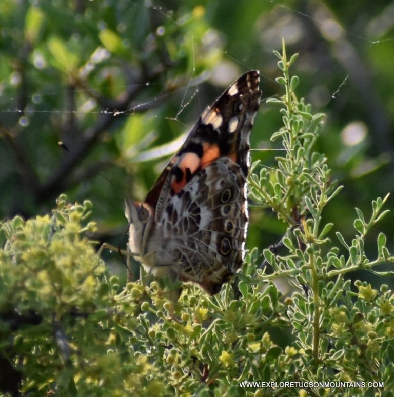 TUCSON INSECTS - TUCSON PHOTO GALLERY