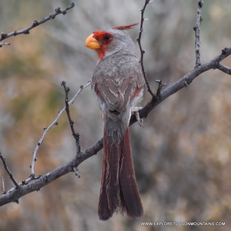 TUCSON BIRDS PHOTO GALLERY - Explore the Tucson Mountains