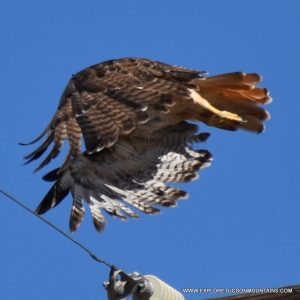 RED-TAILED HAWK-050