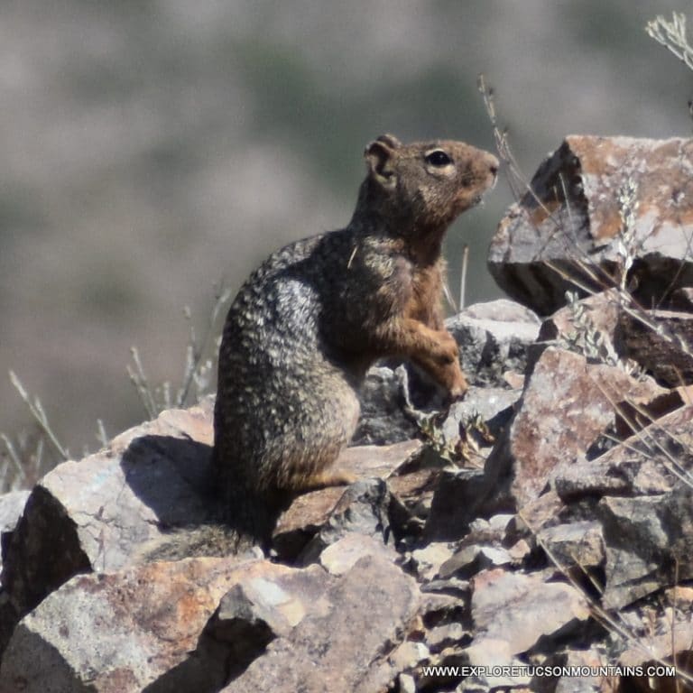 ROCK SQUIRREL_014 (2)