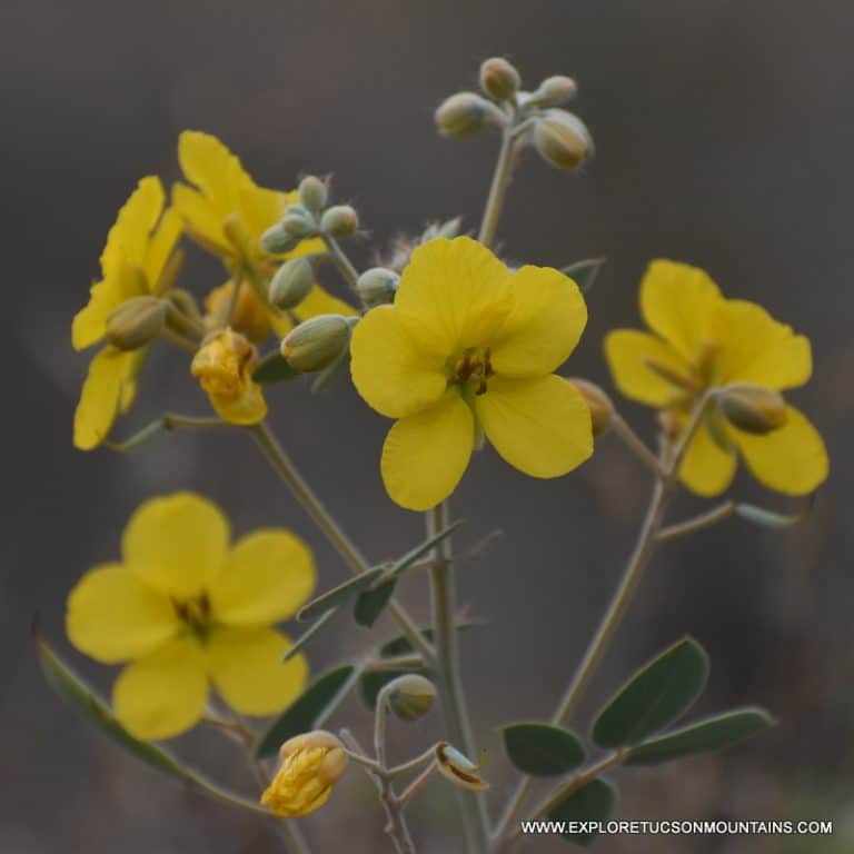 TUCSON DESERT FLOWERS - TUCSON PHOTO GALLERY