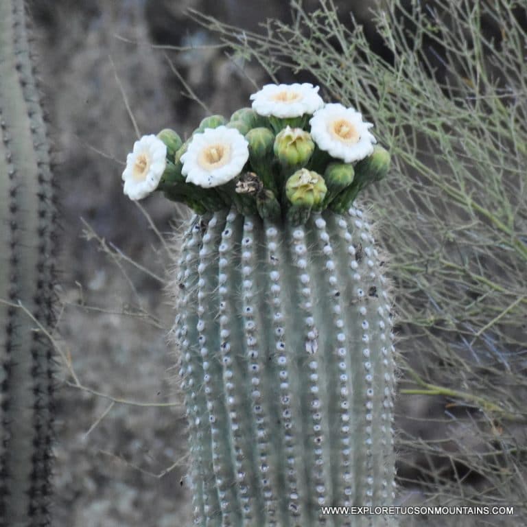 TUCSON DESERT FLOWERS - TUCSON PHOTO GALLERY