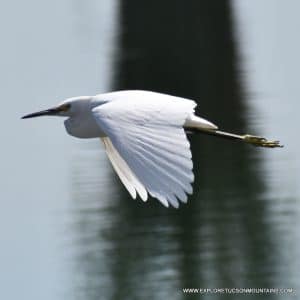 SNOWY EGRET_006 (2)