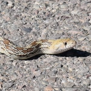 SONORAN GOPHER SNAKE_003