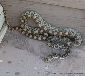 SONORAN GOPHER SNAKE_005