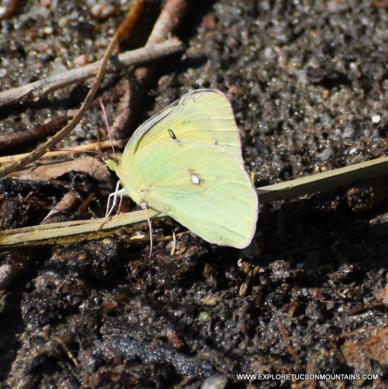 TUCSON INSECTS - TUCSON PHOTO GALLERY