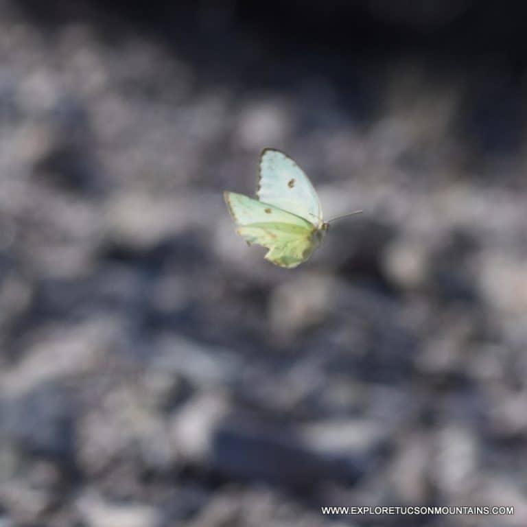 TUCSON INSECTS - TUCSON PHOTO GALLERY