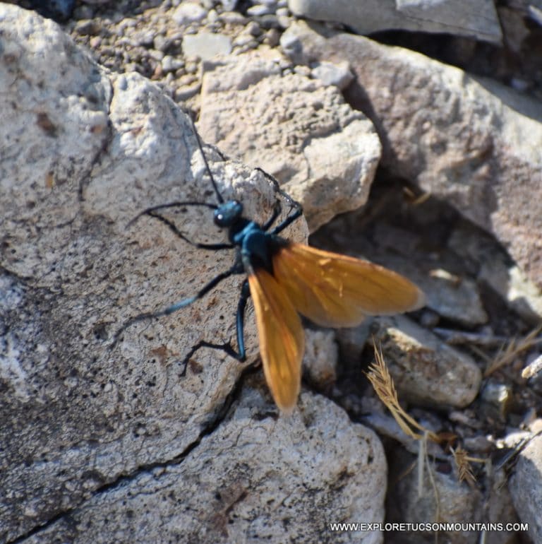 TUCSON INSECTS - TUCSON PHOTO GALLERY