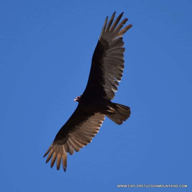 TUCSON BIRDS PHOTO GALLERY - Explore the Tucson Mountains