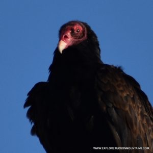 TURKEY VULTURE_012-001