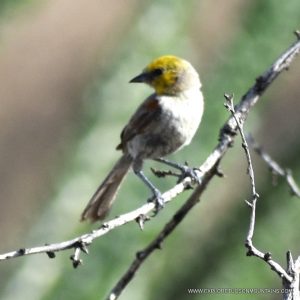 VERDIN_008-001