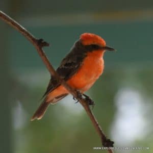 VERMILION FLYCATCHER_001-001