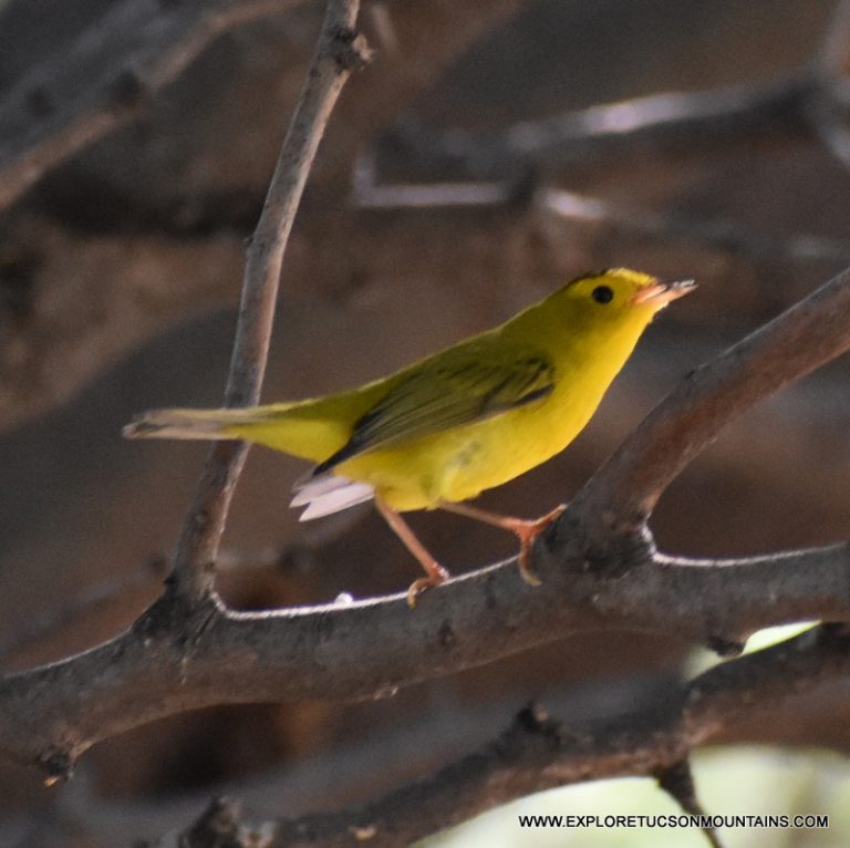 WILSON'S WARBLER