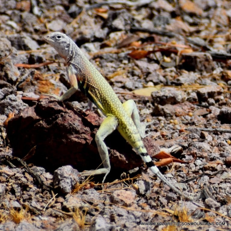 ZEBRATAIL LIZARD_029