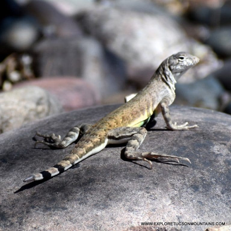 ZEBRATAIL LIZARD_037