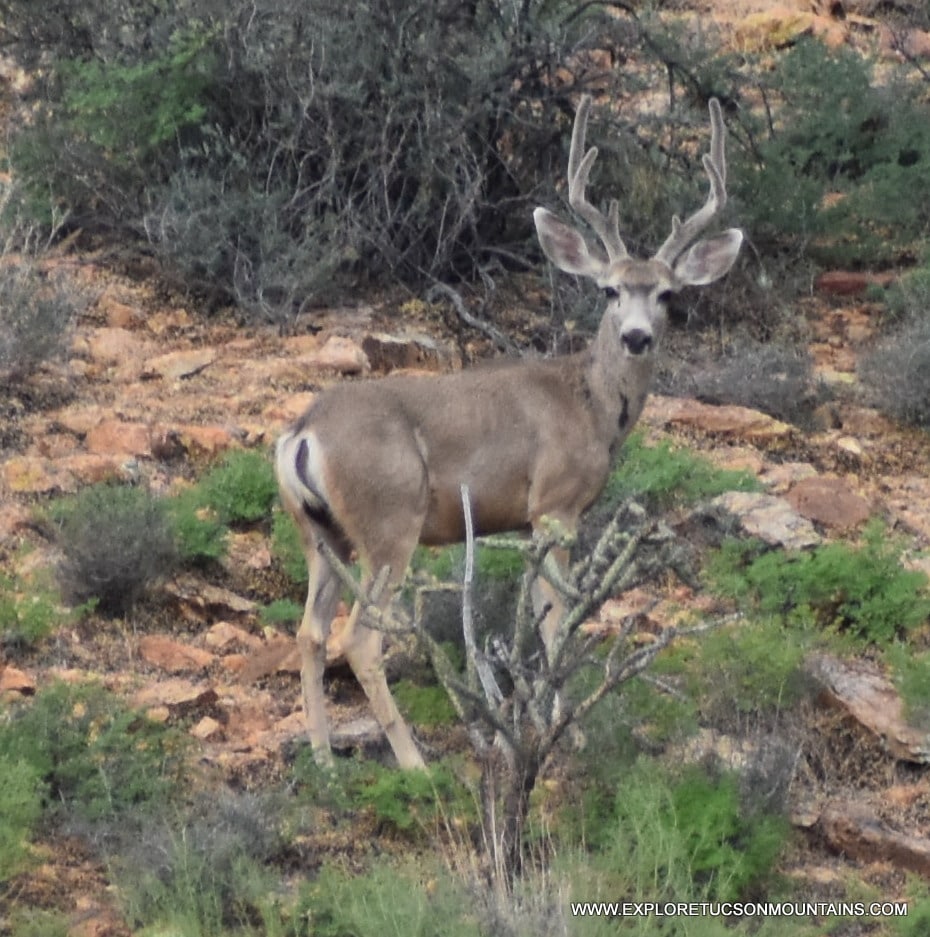 TUCSON TRAIL CAM - Explore the Tucson Mountains