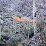 GOULD MINE - TUCSON ABANDONED MINE