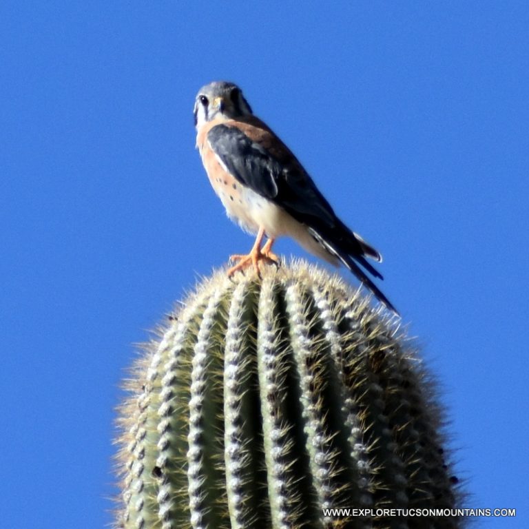 AMERICAN KESTREL_043