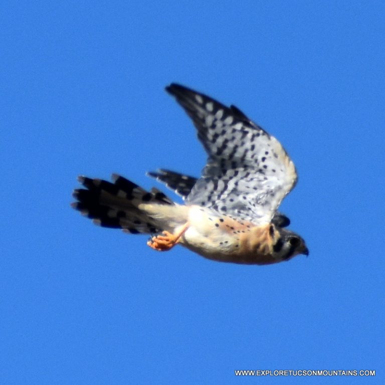 AMERICAN KESTREL_045