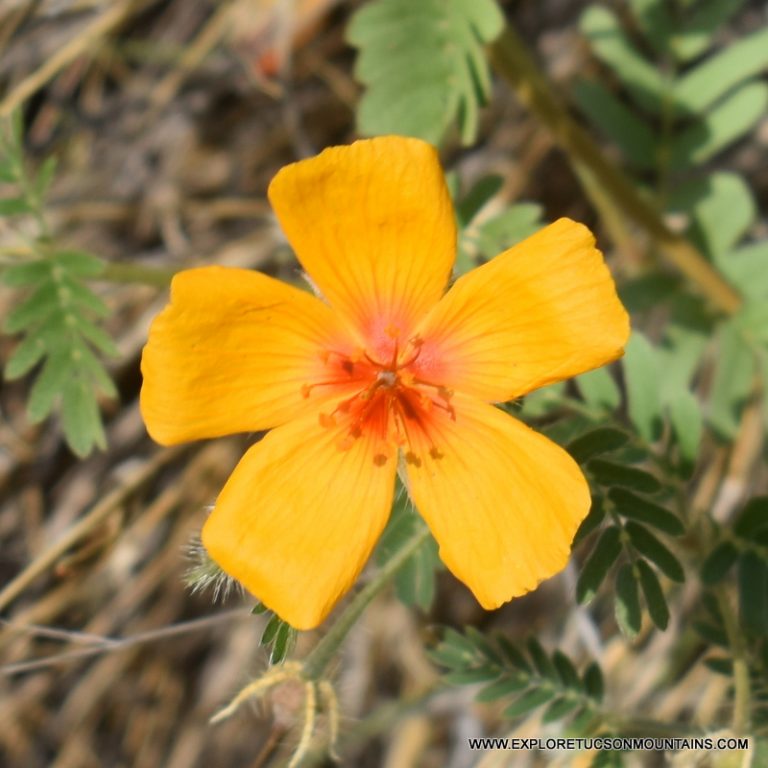 TUCSON DESERT FLOWERS - TUCSON PHOTO GALLERY