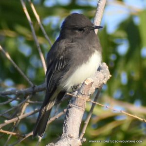 BLACK PHOEBE_014