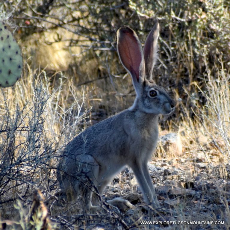 BLACK-TAILED JACKRABBIT_008 (2)